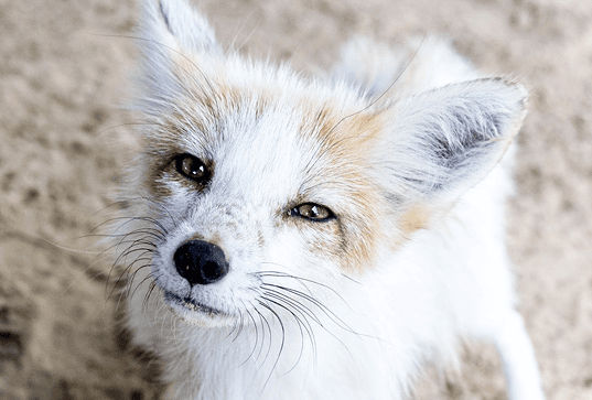 Placeholder multimediów