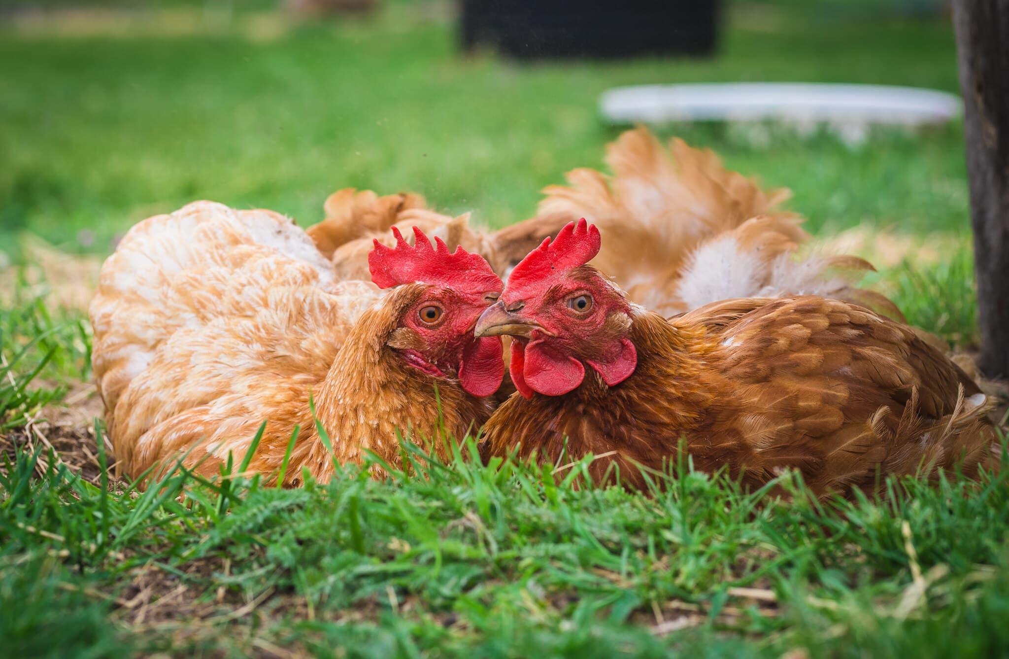 Placeholder multimediów