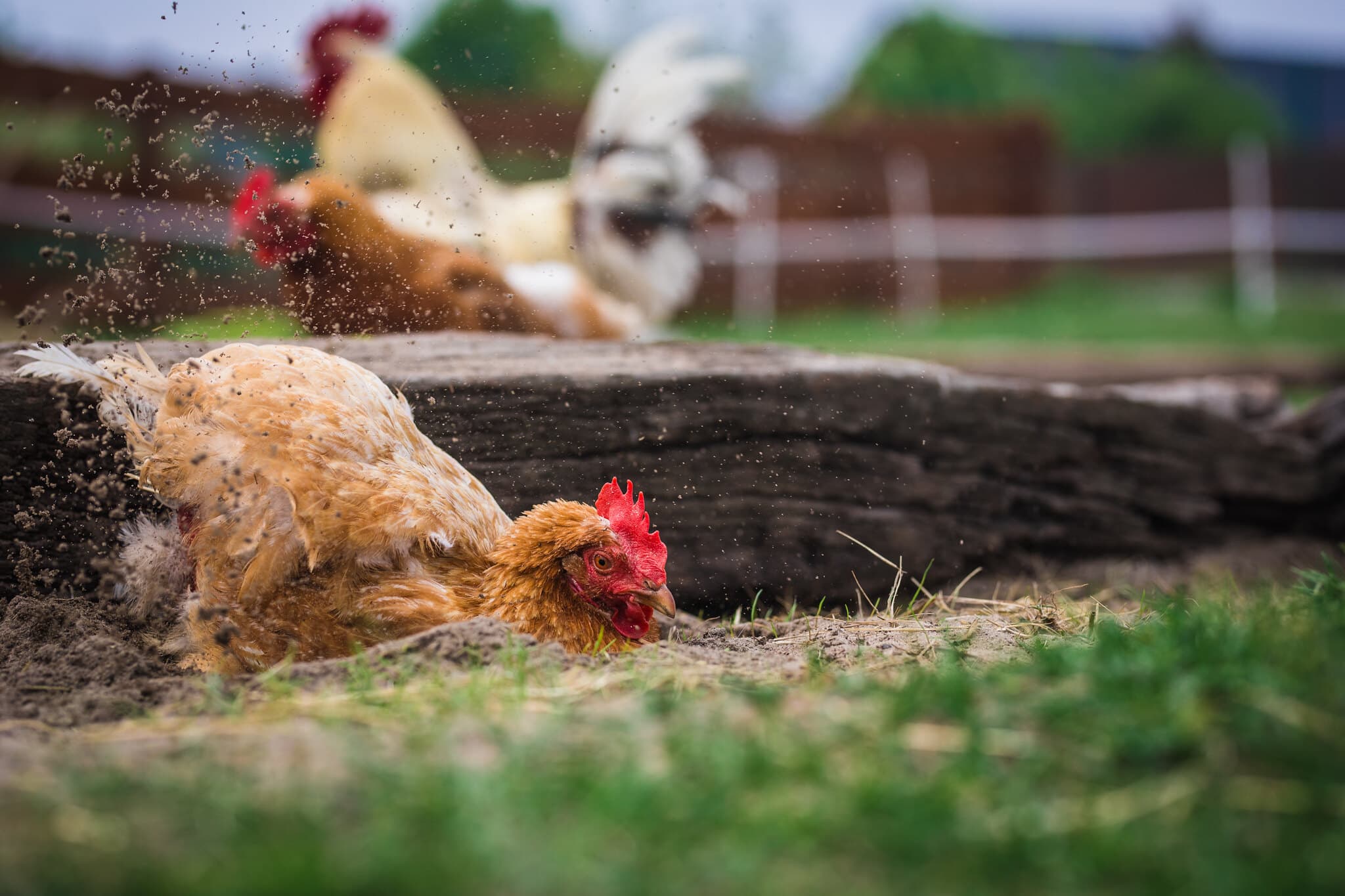Placeholder multimediów