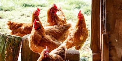 animals.card.image_alt