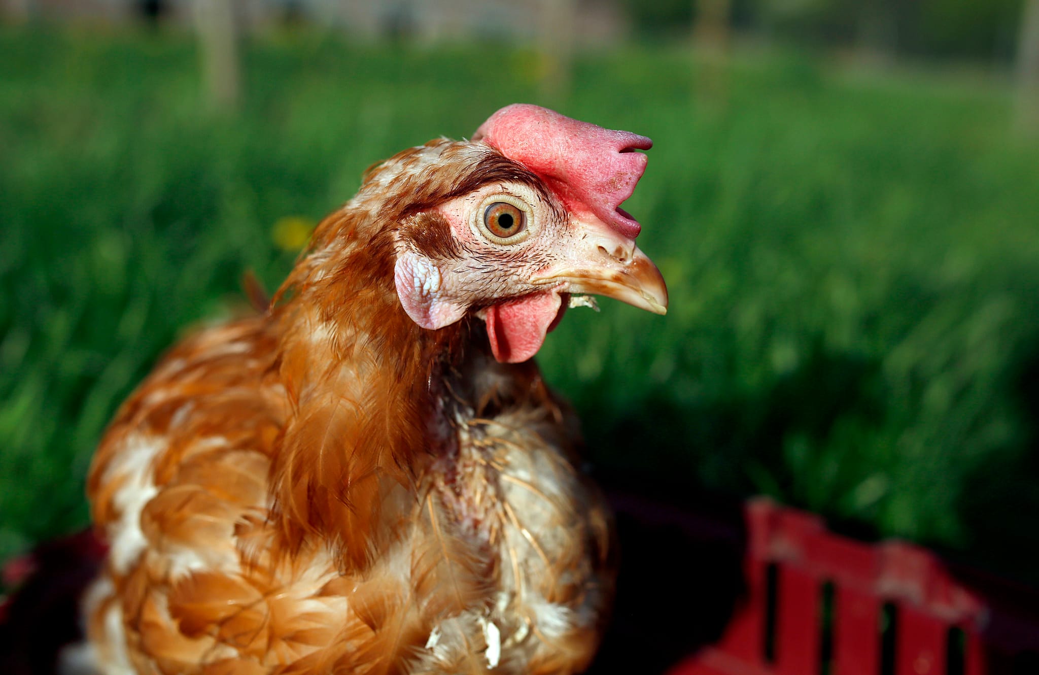 Zdjęcie zwierzęcia: Kura